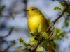 yellow-04