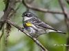 yellow-rump-01