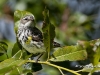 yellow-rump-02