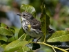 yellow-rump-03