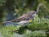 yellow-rump-04