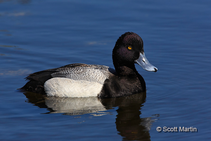 Lesser Scaup 02