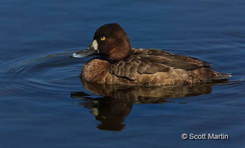 Lesser Scaup 03