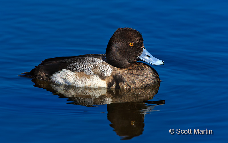 Lesser Scaup 04