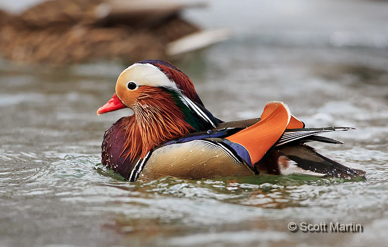 Mandarin Duck 03