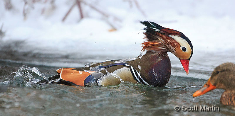 Mandarin Duck 04