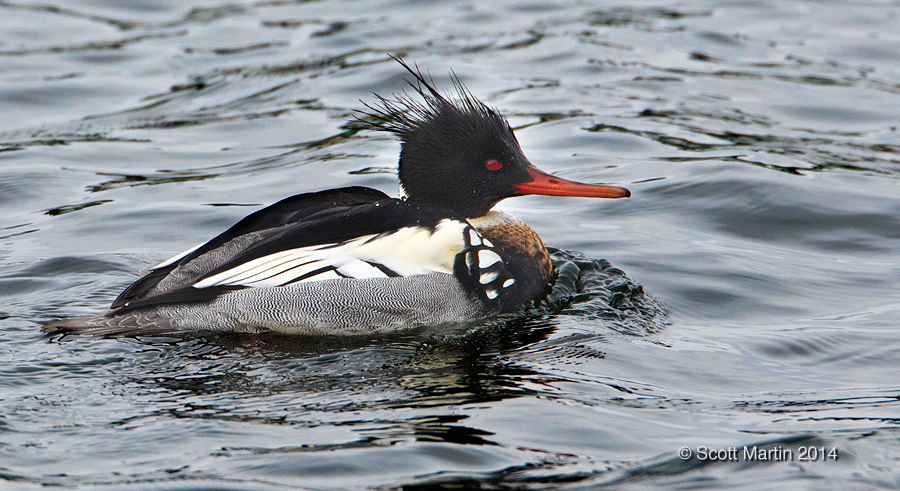 Red Breasted Merganser 02