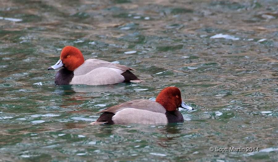 Red Headed Duck 01