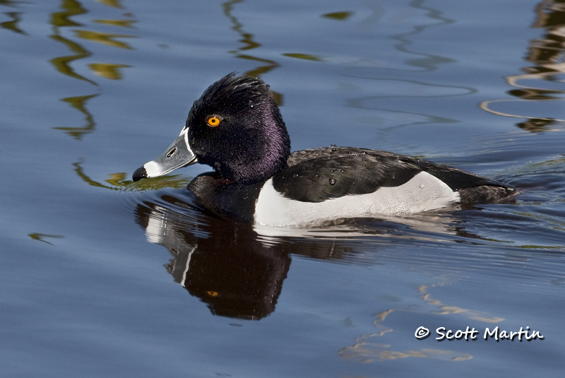 ring-necked-duck-01