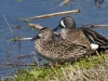Blue Wing Teal 01