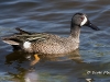 Blue Wing Teal 02