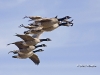 Canada Goose 01