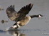 Canada Goose 02