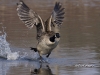 Canada Goose 03