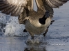 Canada Goose 04
