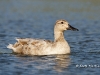 Duck Leucistic