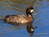 Lesser Scaup 01