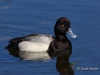 Lesser Scaup 02