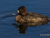 Lesser Scaup 03
