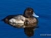 Lesser Scaup 04