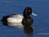 Lesser Scaup 05