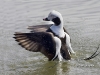 Long Tailed Duck 01