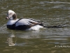 Long Tailed Duck 03
