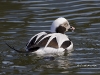 Long Tailed Duck 04