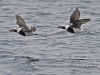 Long Tailed Duck 05