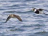 Long Tailed Duck 06