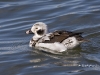 Long Tailed Duck 07