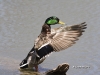 Mallard 01