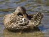 Mallard 02