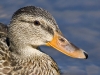 Mallard 03