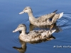 Mallard 04