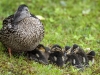 Mallard 05