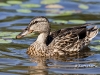 Mallard 06