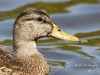 Mallard 07
