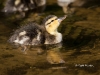Mallard 08