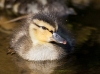 Mallard 09