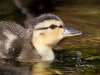 Mallard 10