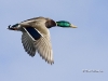 Mallard 11