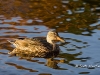 Mallard 13