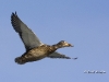 Mallard 14
