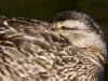 Mallard 16