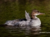 Common Merganser 01
