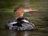 Common Merganser 03