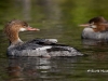 Common Merganser 04