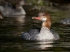 Common Merganser 05