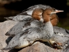 Common Merganser 06